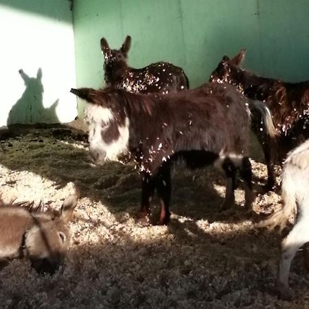 Durham Donkey Rescue Shepherd'S Hut Hotel Екстериор снимка