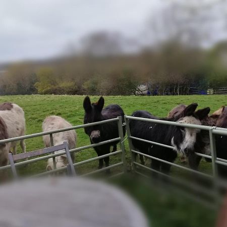 Durham Donkey Rescue Shepherd'S Hut Hotel Екстериор снимка