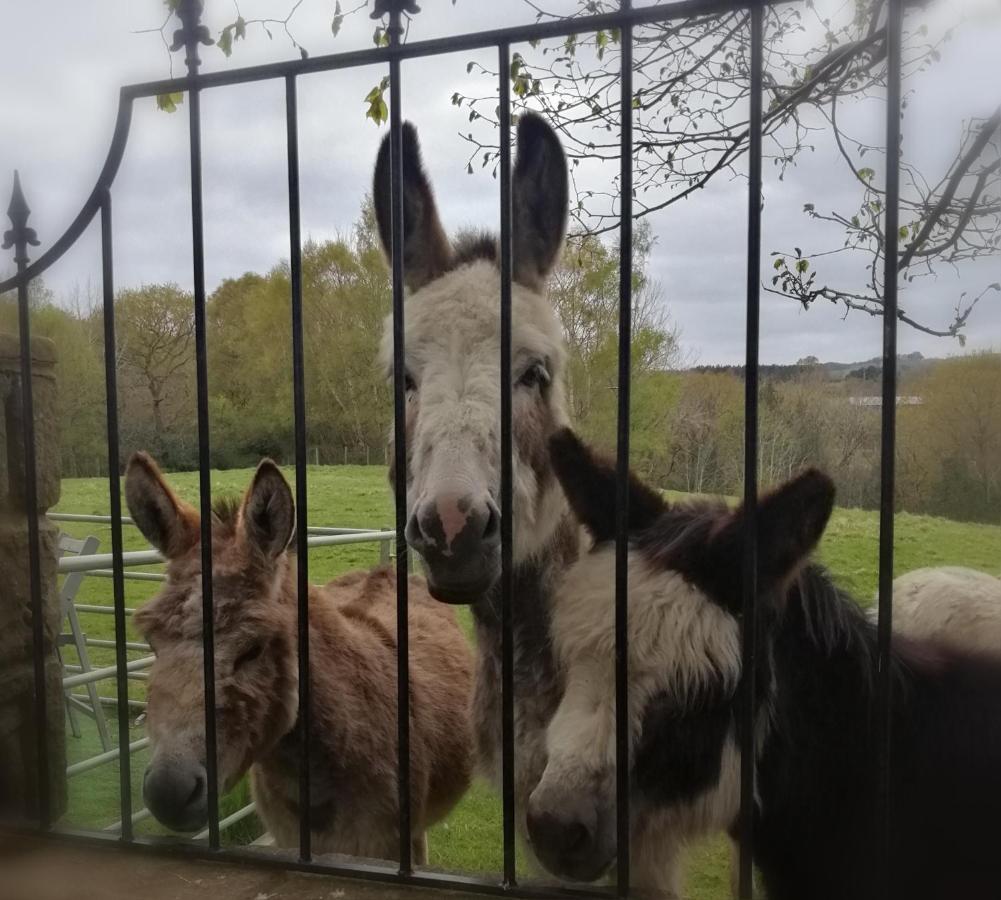 Durham Donkey Rescue Shepherd'S Hut Hotel Екстериор снимка
