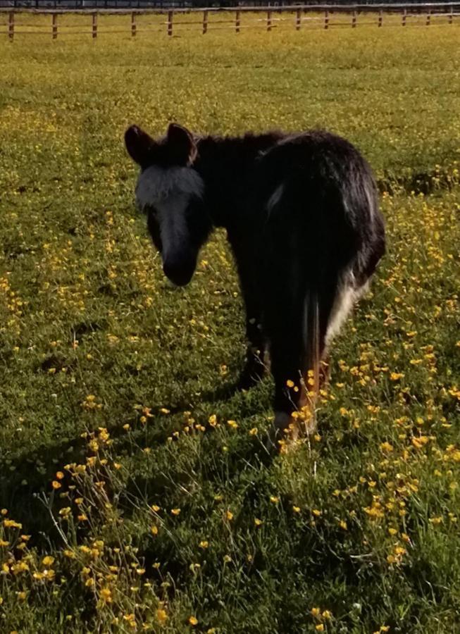 Durham Donkey Rescue Shepherd'S Hut Hotel Екстериор снимка