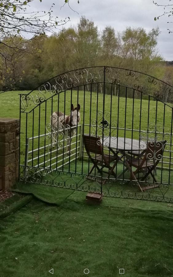Durham Donkey Rescue Shepherd'S Hut Hotel Екстериор снимка