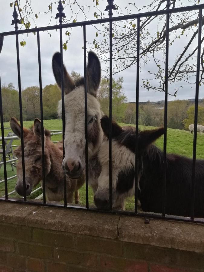 Durham Donkey Rescue Shepherd'S Hut Hotel Екстериор снимка