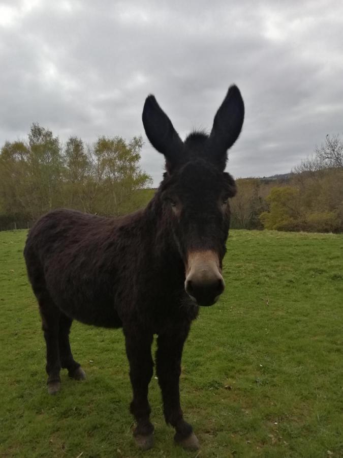 Durham Donkey Rescue Shepherd'S Hut Hotel Екстериор снимка