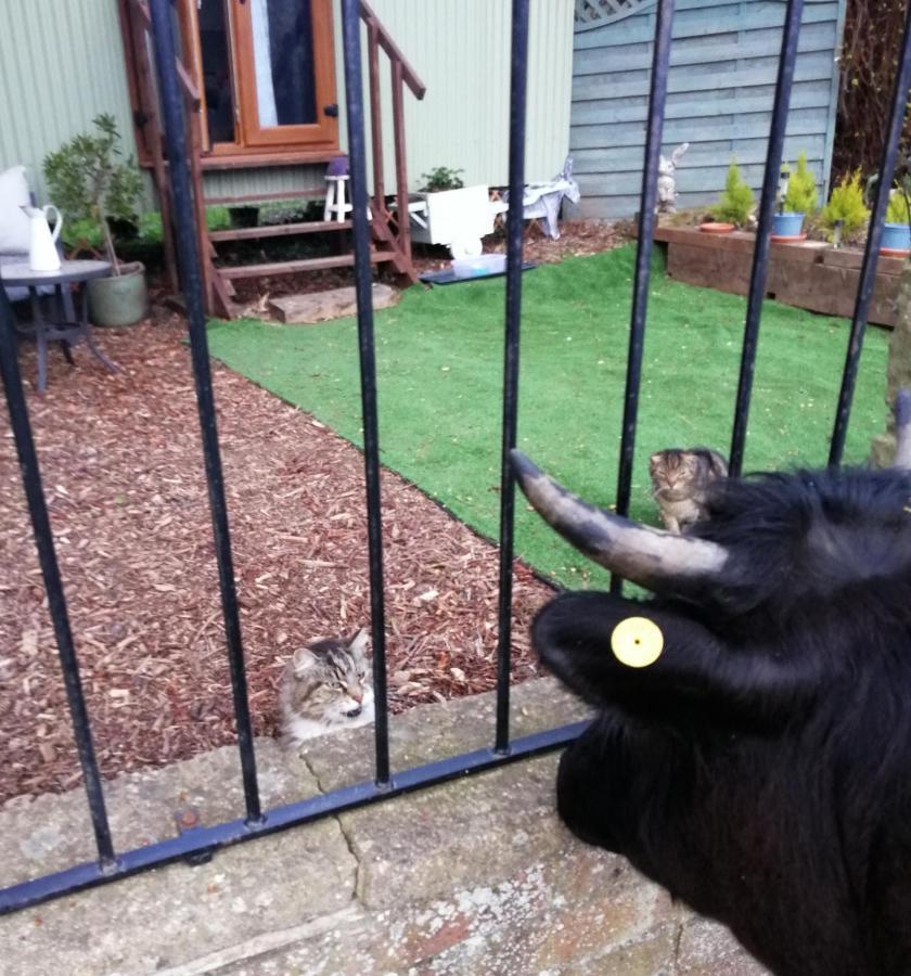 Durham Donkey Rescue Shepherd'S Hut Hotel Екстериор снимка