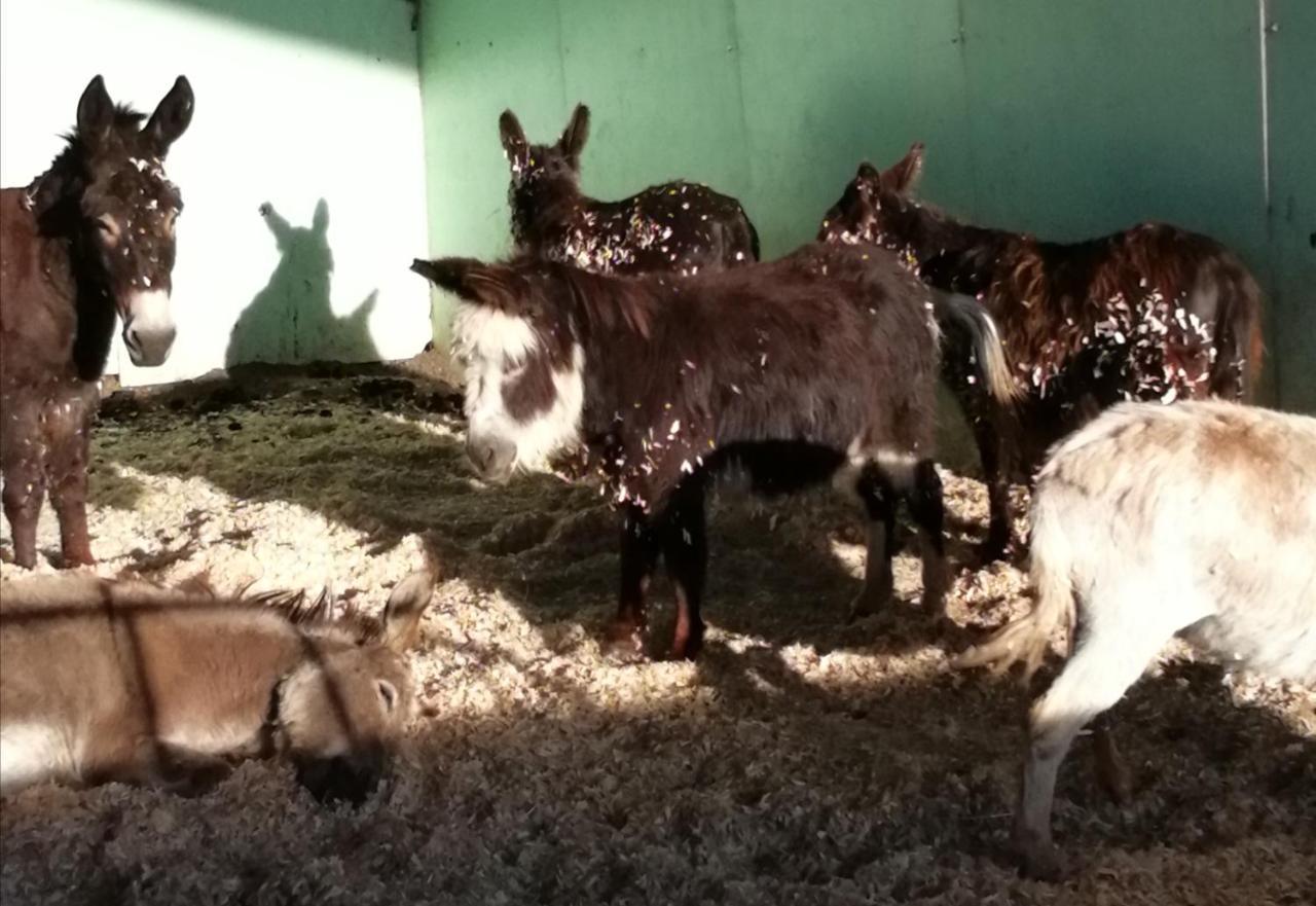 Durham Donkey Rescue Shepherd'S Hut Hotel Екстериор снимка