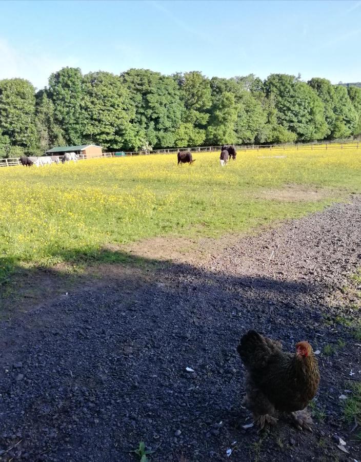 Durham Donkey Rescue Shepherd'S Hut Hotel Екстериор снимка
