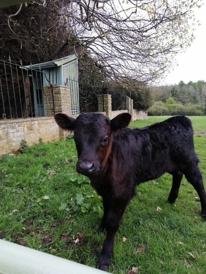 Durham Donkey Rescue Shepherd'S Hut Hotel Екстериор снимка