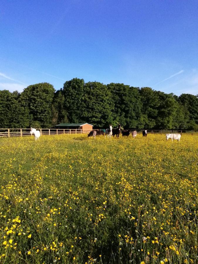 Durham Donkey Rescue Shepherd'S Hut Hotel Екстериор снимка