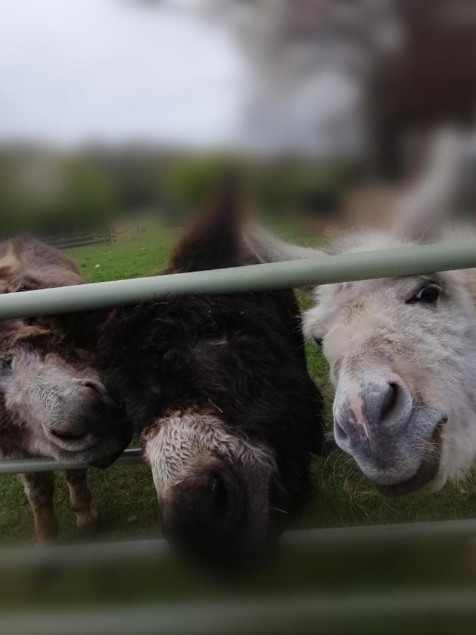 Durham Donkey Rescue Shepherd'S Hut Hotel Екстериор снимка