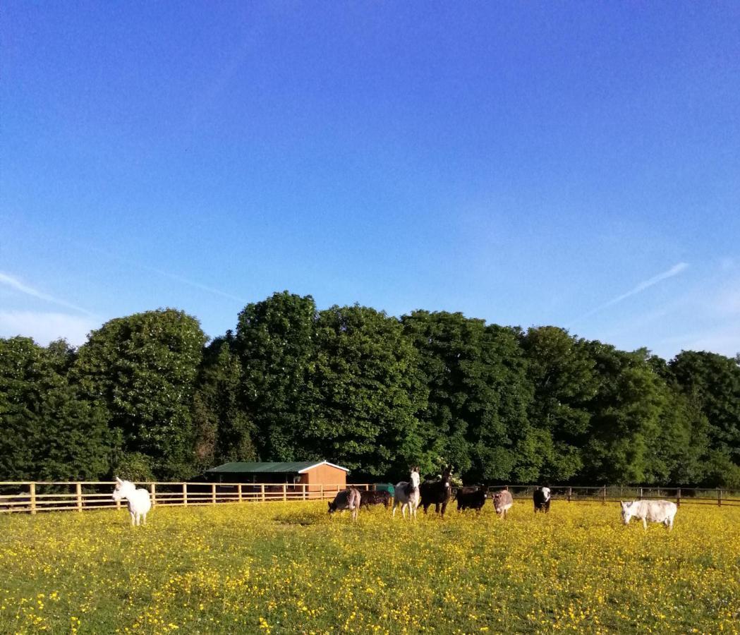 Durham Donkey Rescue Shepherd'S Hut Hotel Екстериор снимка