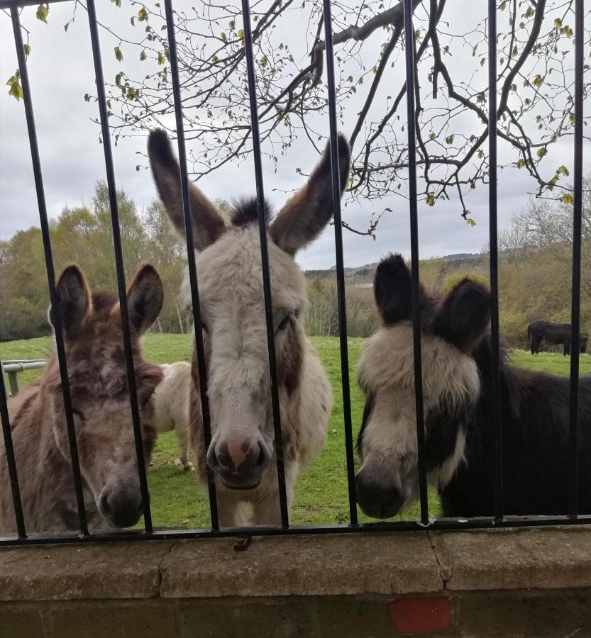 Durham Donkey Rescue Shepherd'S Hut Hotel Екстериор снимка