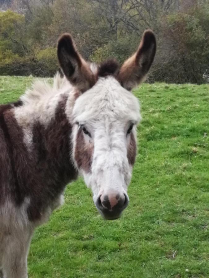 Durham Donkey Rescue Shepherd'S Hut Hotel Екстериор снимка