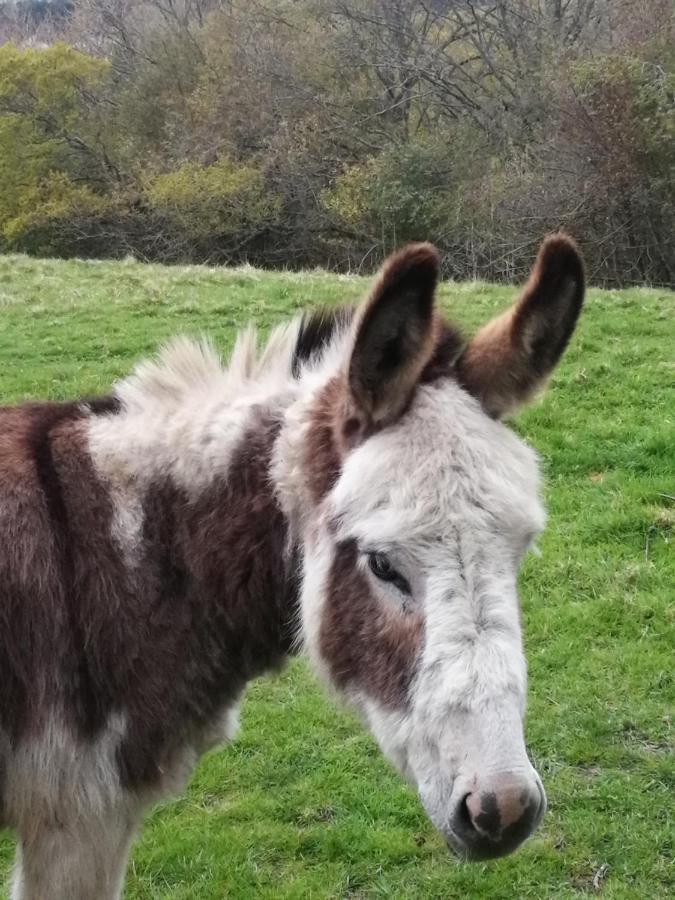 Durham Donkey Rescue Shepherd'S Hut Hotel Екстериор снимка