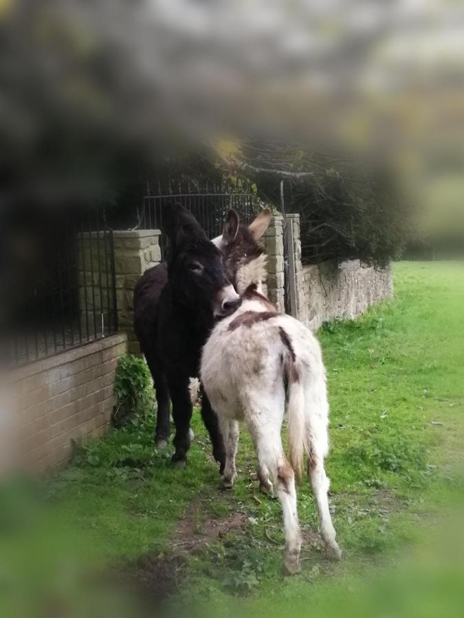 Durham Donkey Rescue Shepherd'S Hut Hotel Екстериор снимка