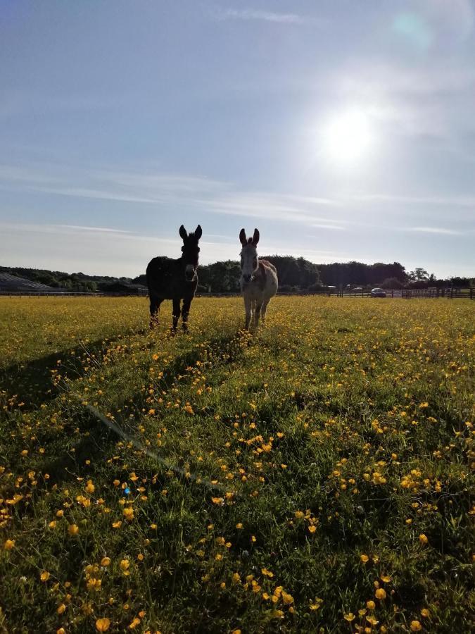 Durham Donkey Rescue Shepherd'S Hut Hotel Екстериор снимка