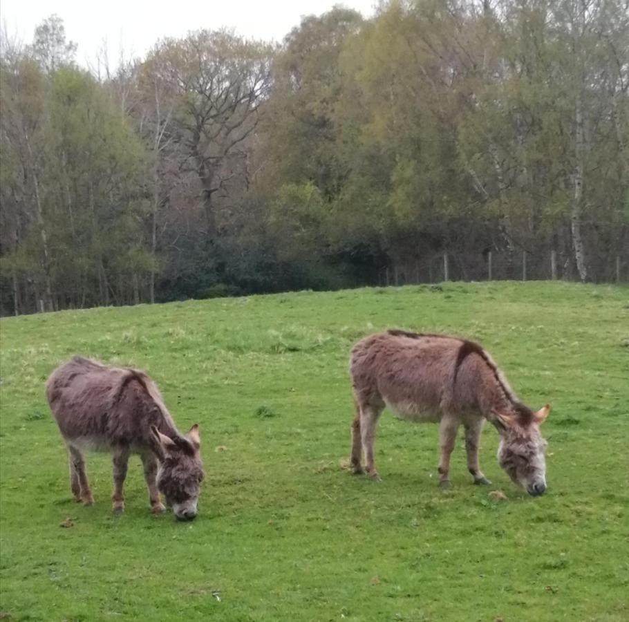 Durham Donkey Rescue Shepherd'S Hut Hotel Екстериор снимка